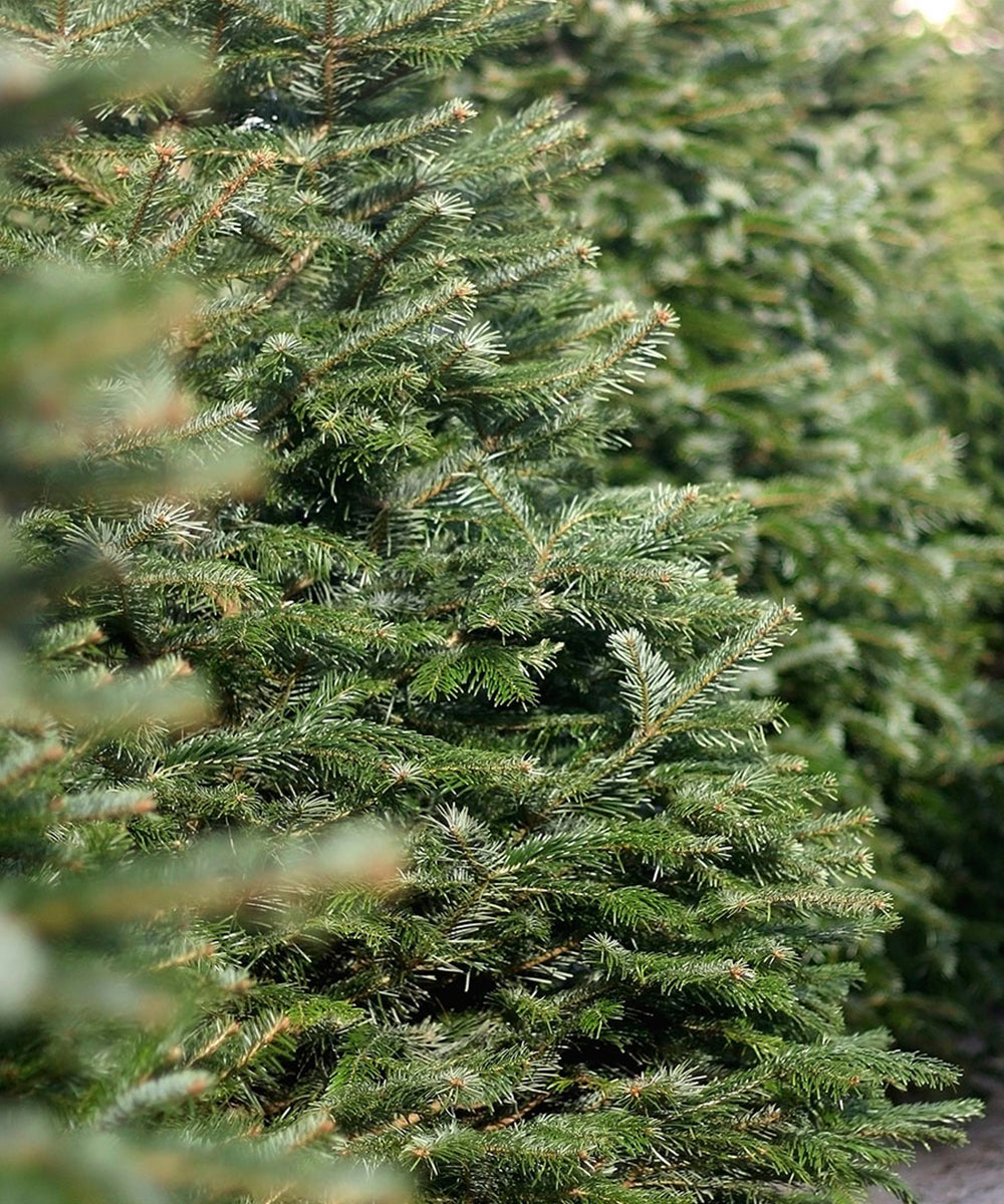 Fresh Nordmann Fir Christmas Tree