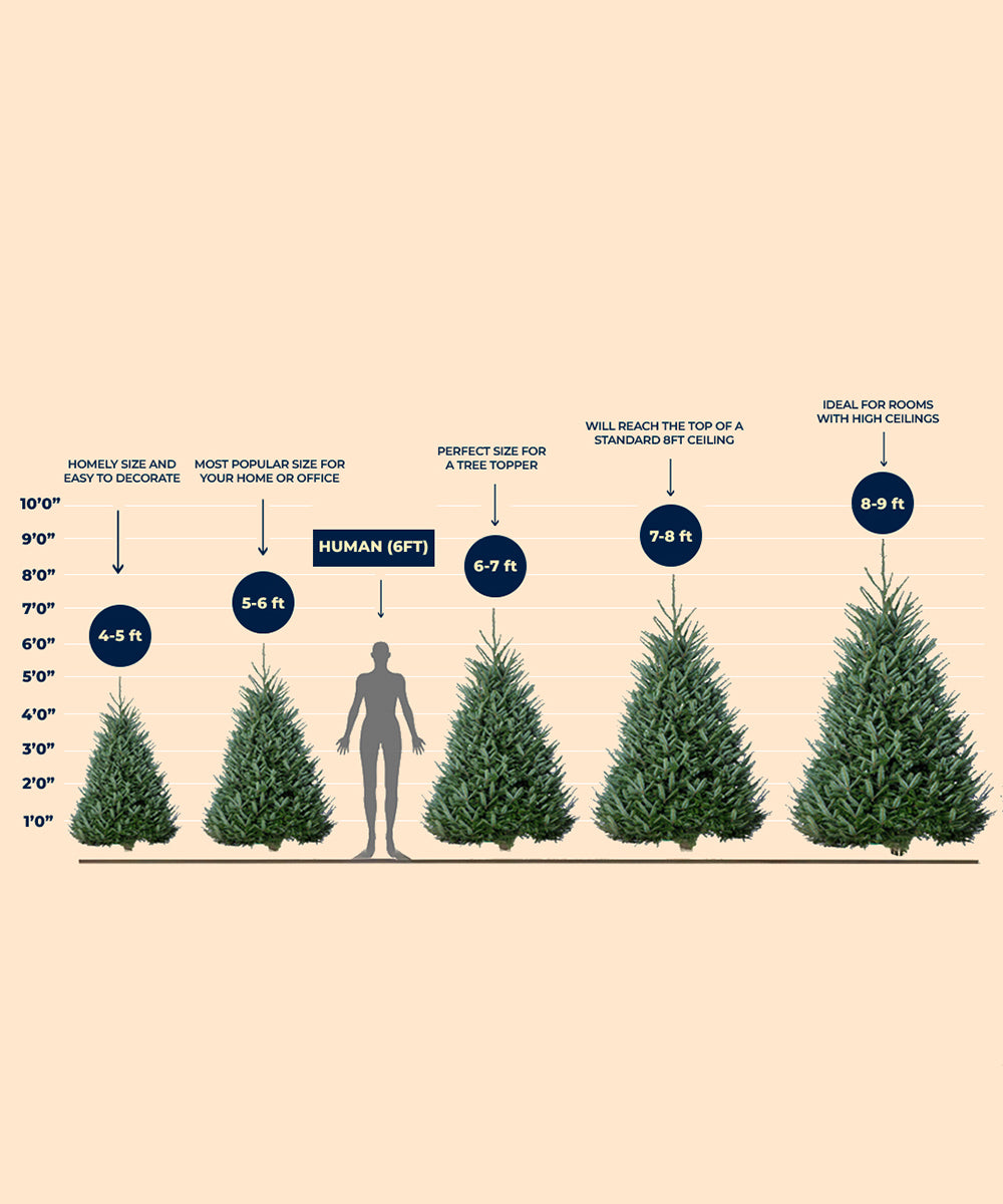 Fresh Nordmann Fir Christmas Tree