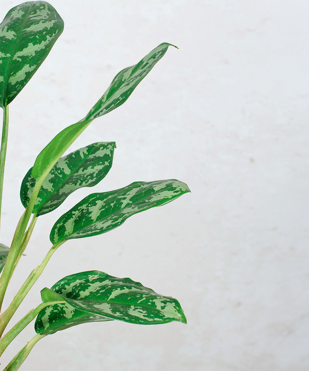 Dieffenbachia Compacta