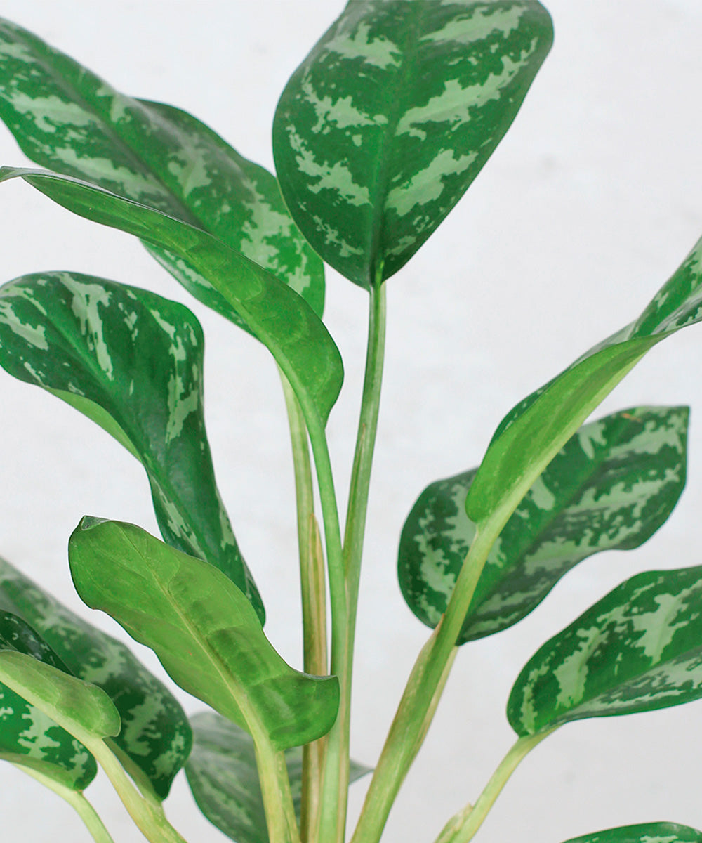Dieffenbachia Compacta