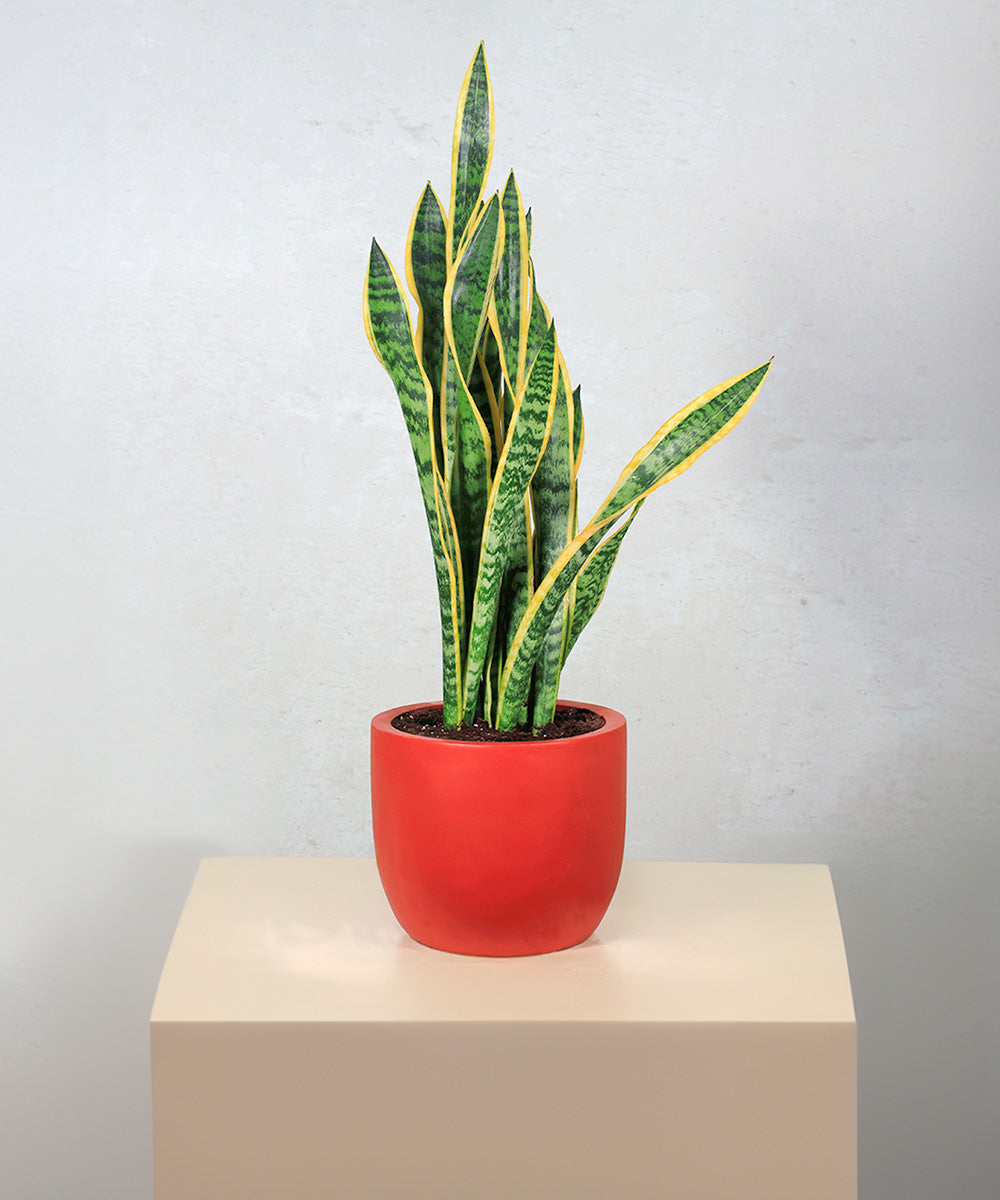 Sansevieria Snake Plant