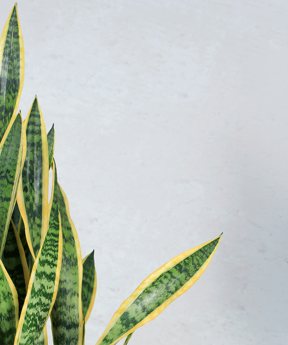Sansevieria