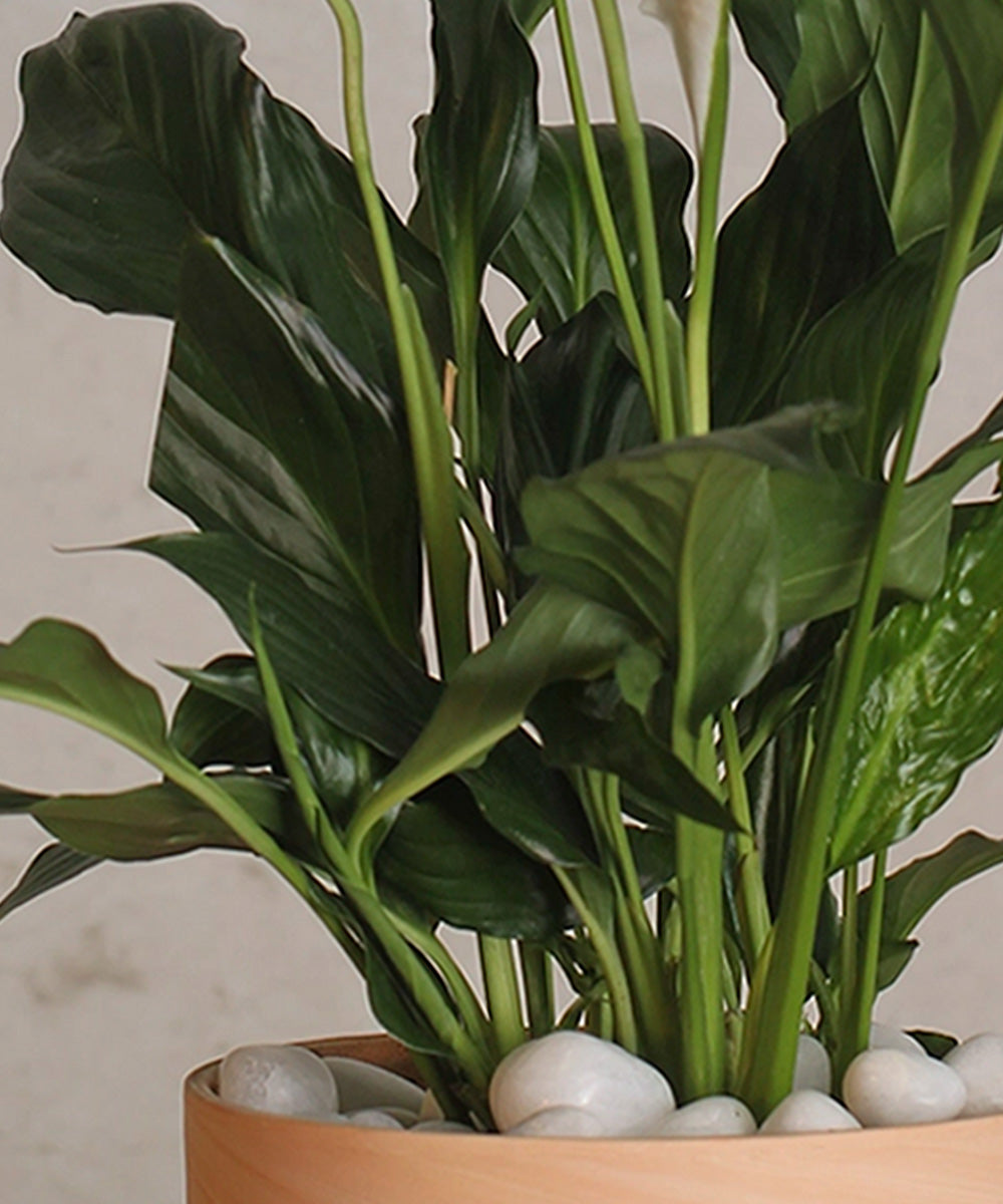 Spathiphyllum