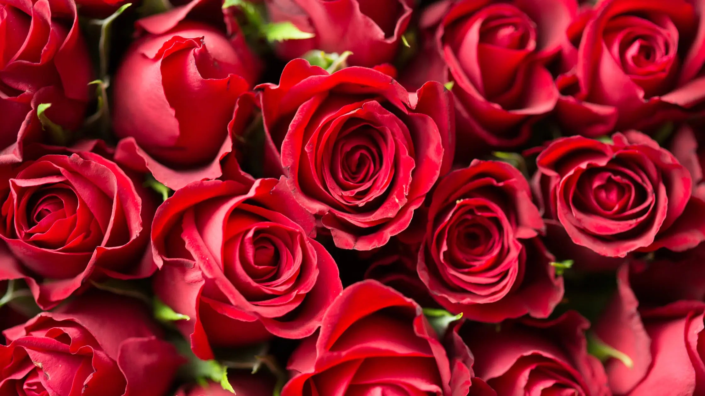 valentines day red roses