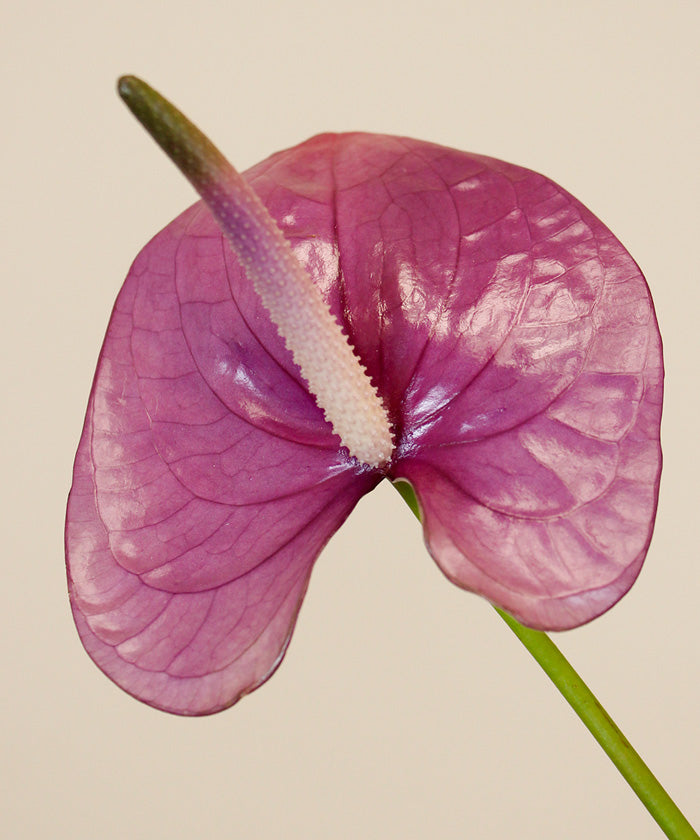 Cherisher