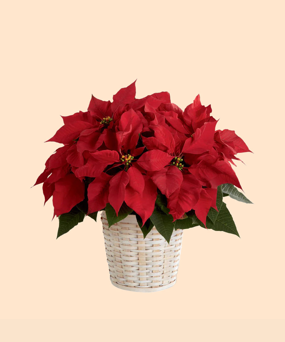 Fresh Poinsettia