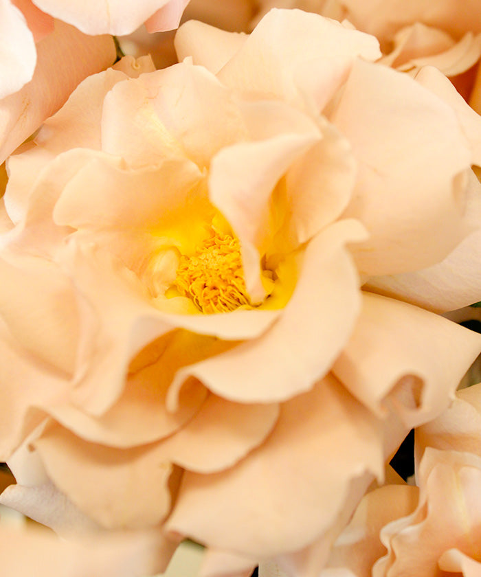Everbloom