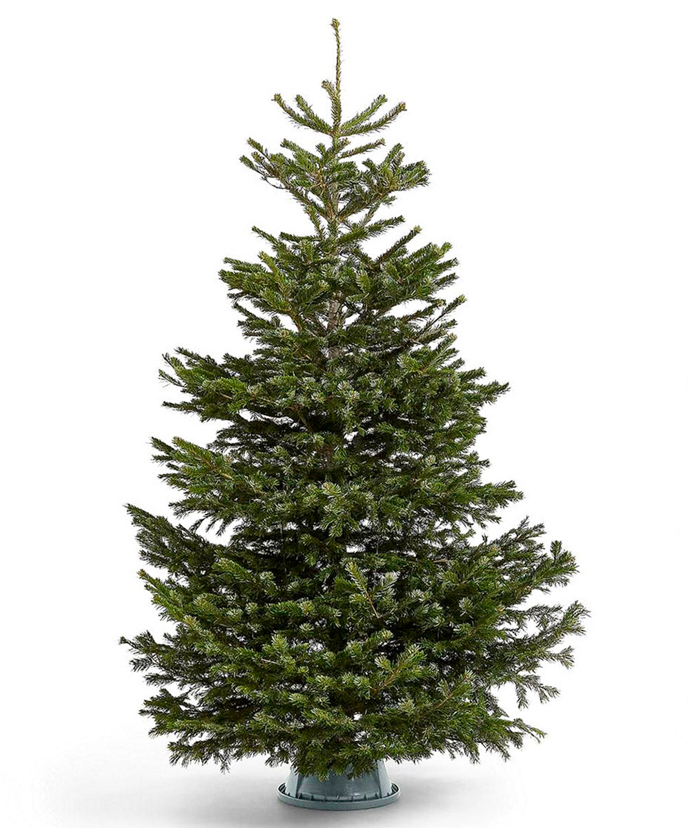 Fresh Nordmann Fir Christmas Tree