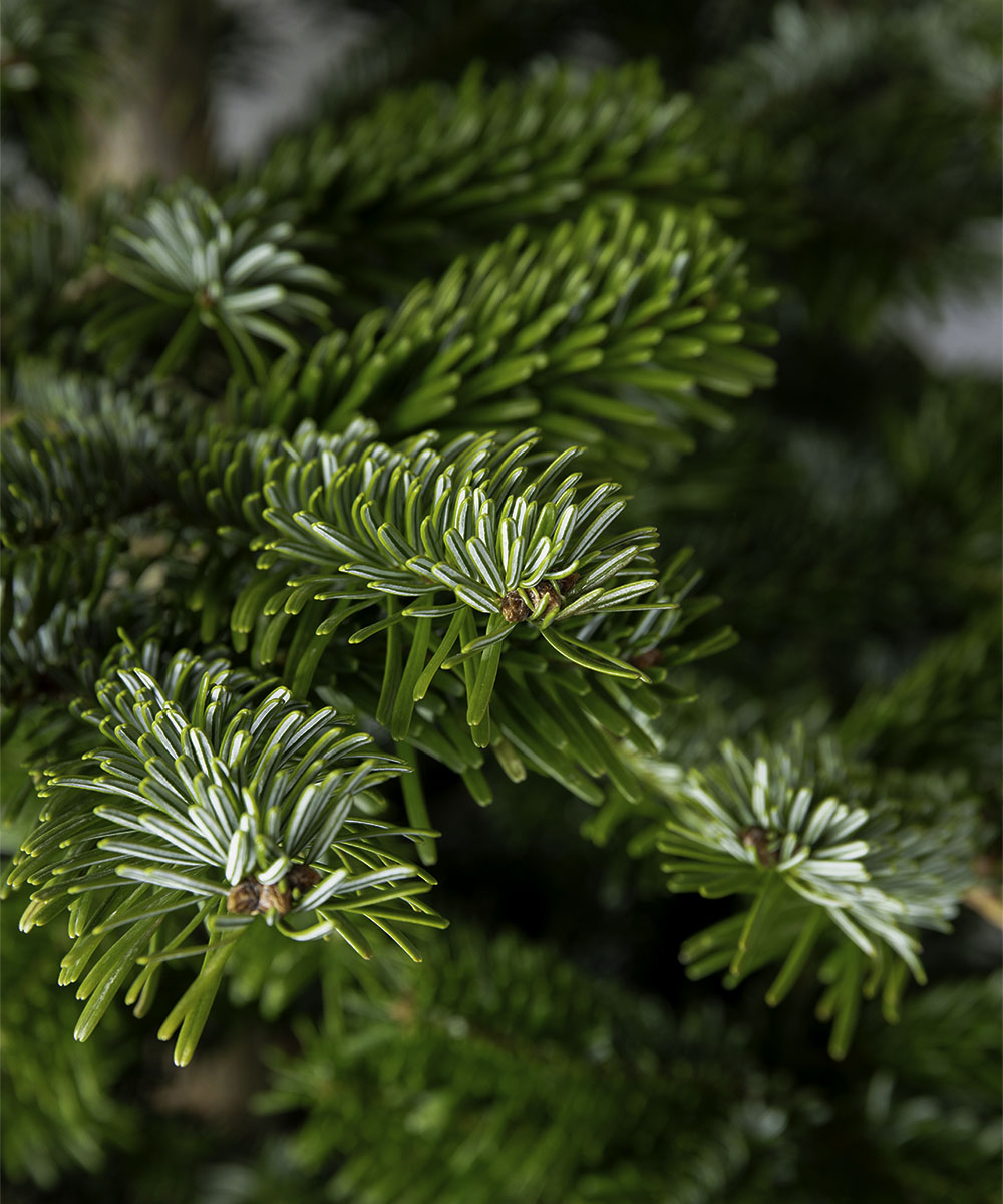 Fresh Nordmann Fir Christmas Tree