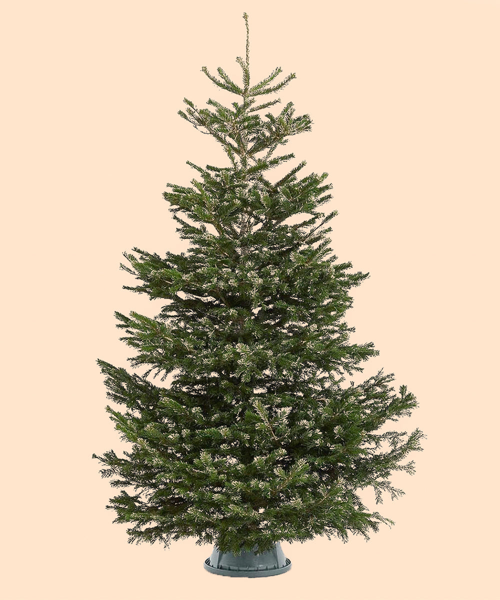Fresh Nordmann Fir Christmas Tree
