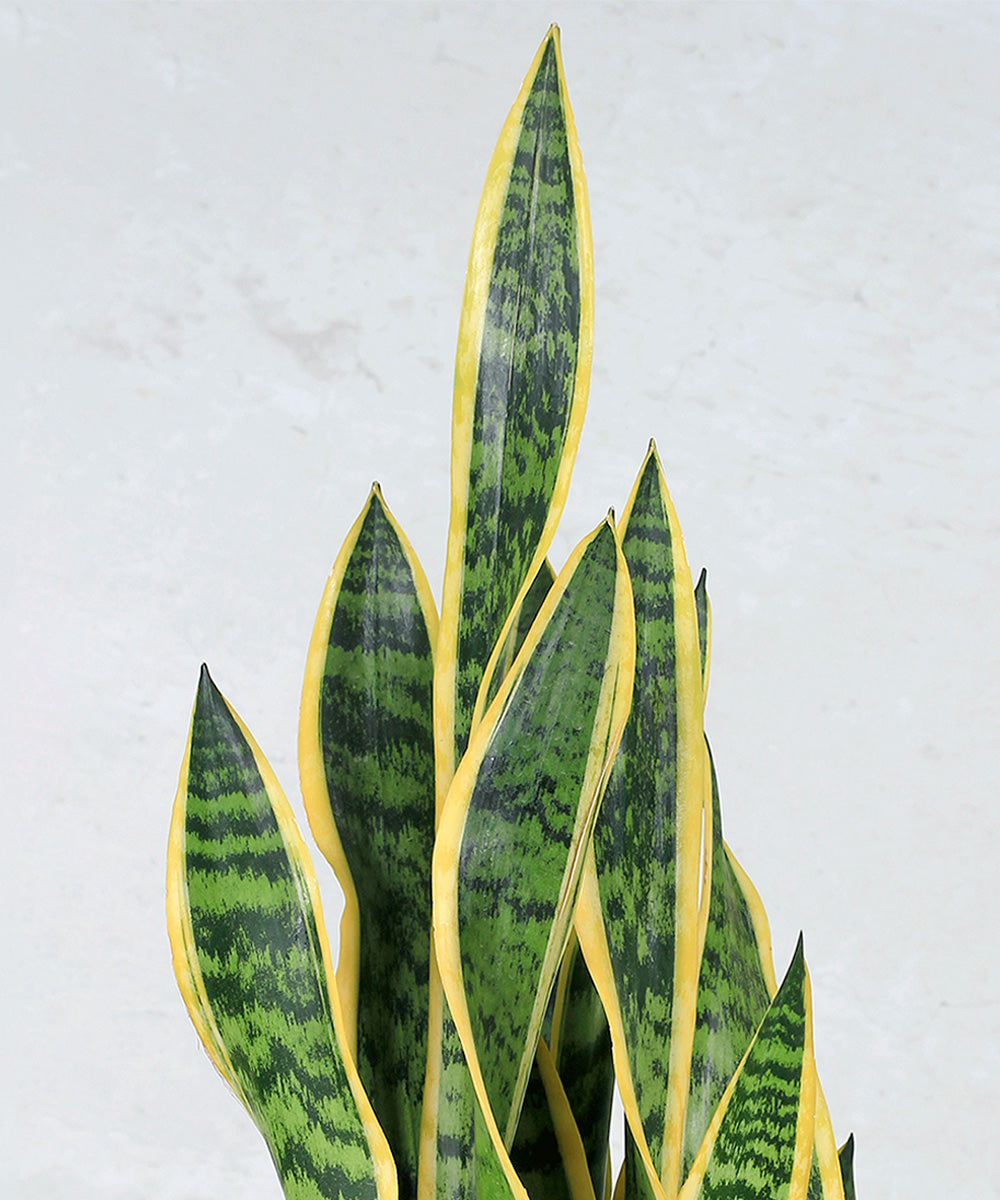 Sansevieria