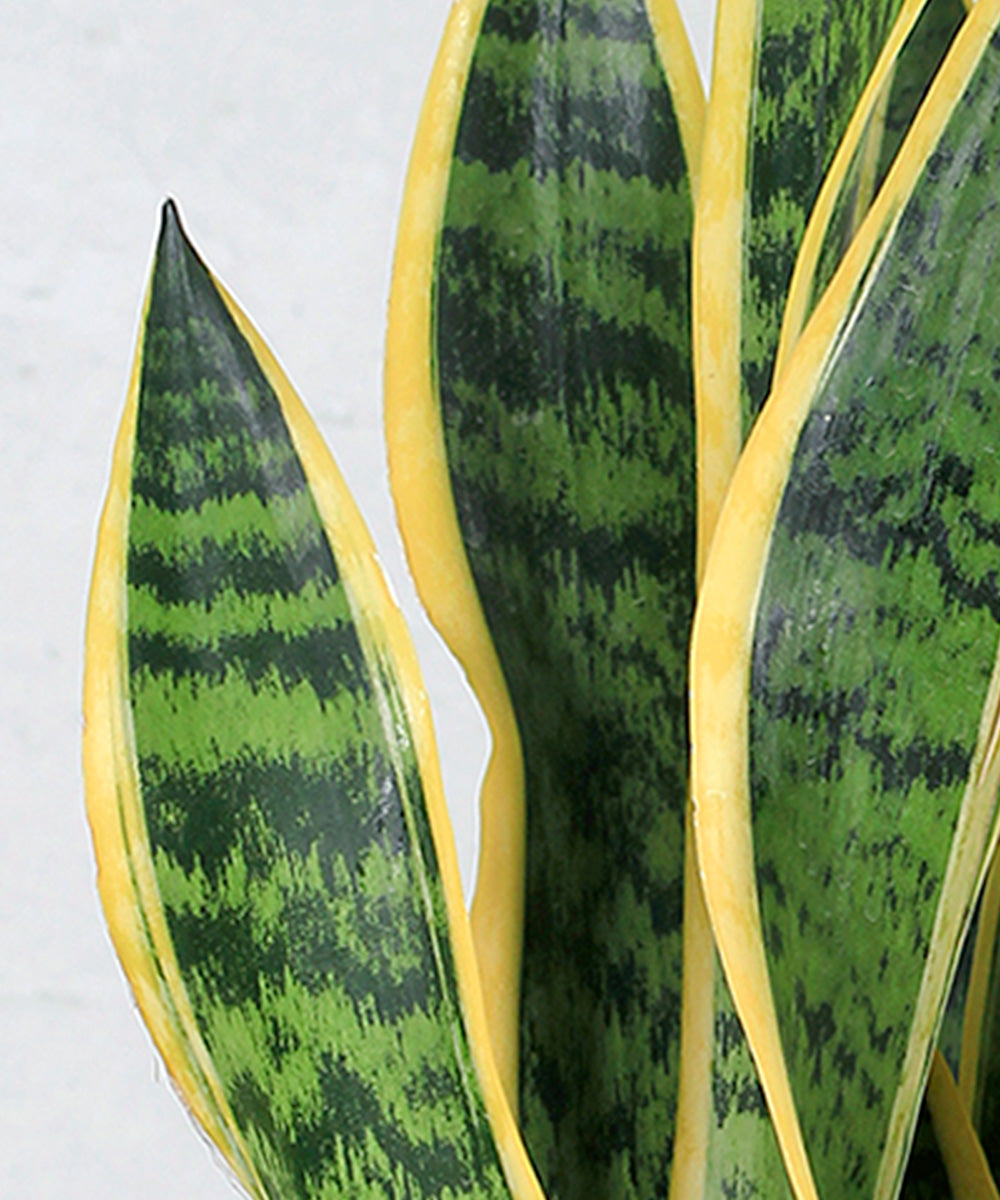 Sansevieria