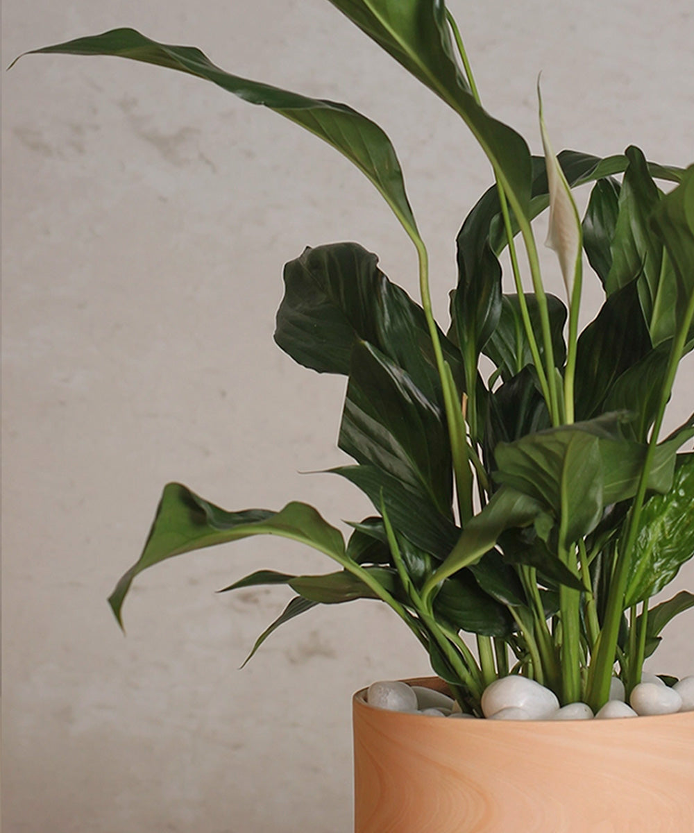 Spathiphyllum