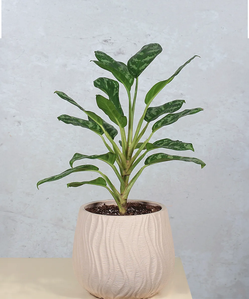 dieffenbachia compacta plant