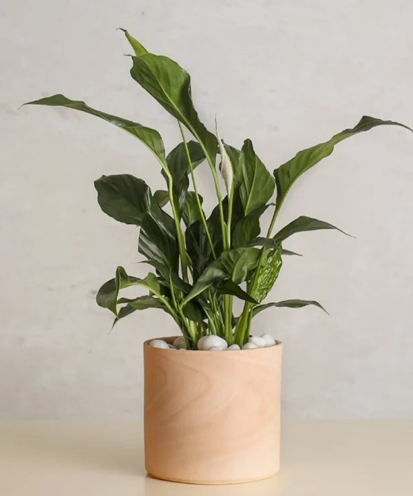 Spathiphyllum plant