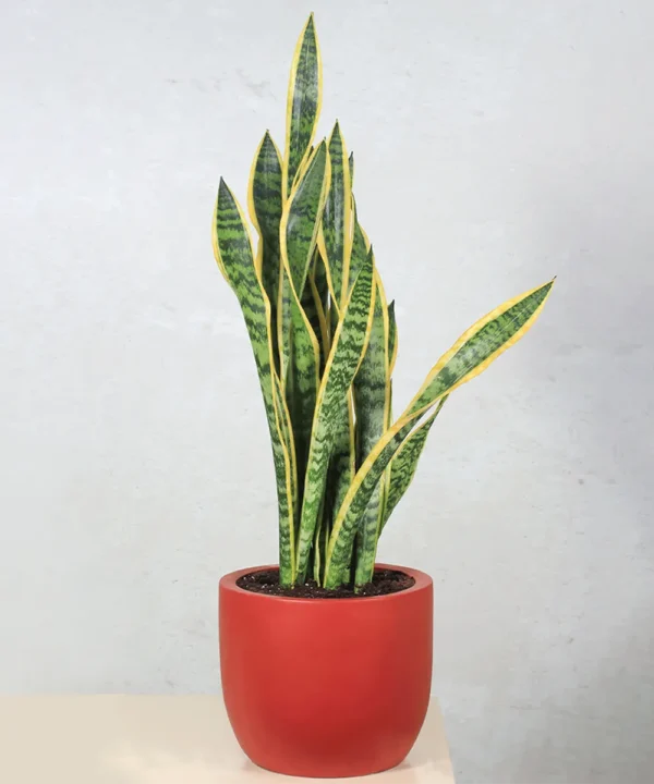 sansevieria plant