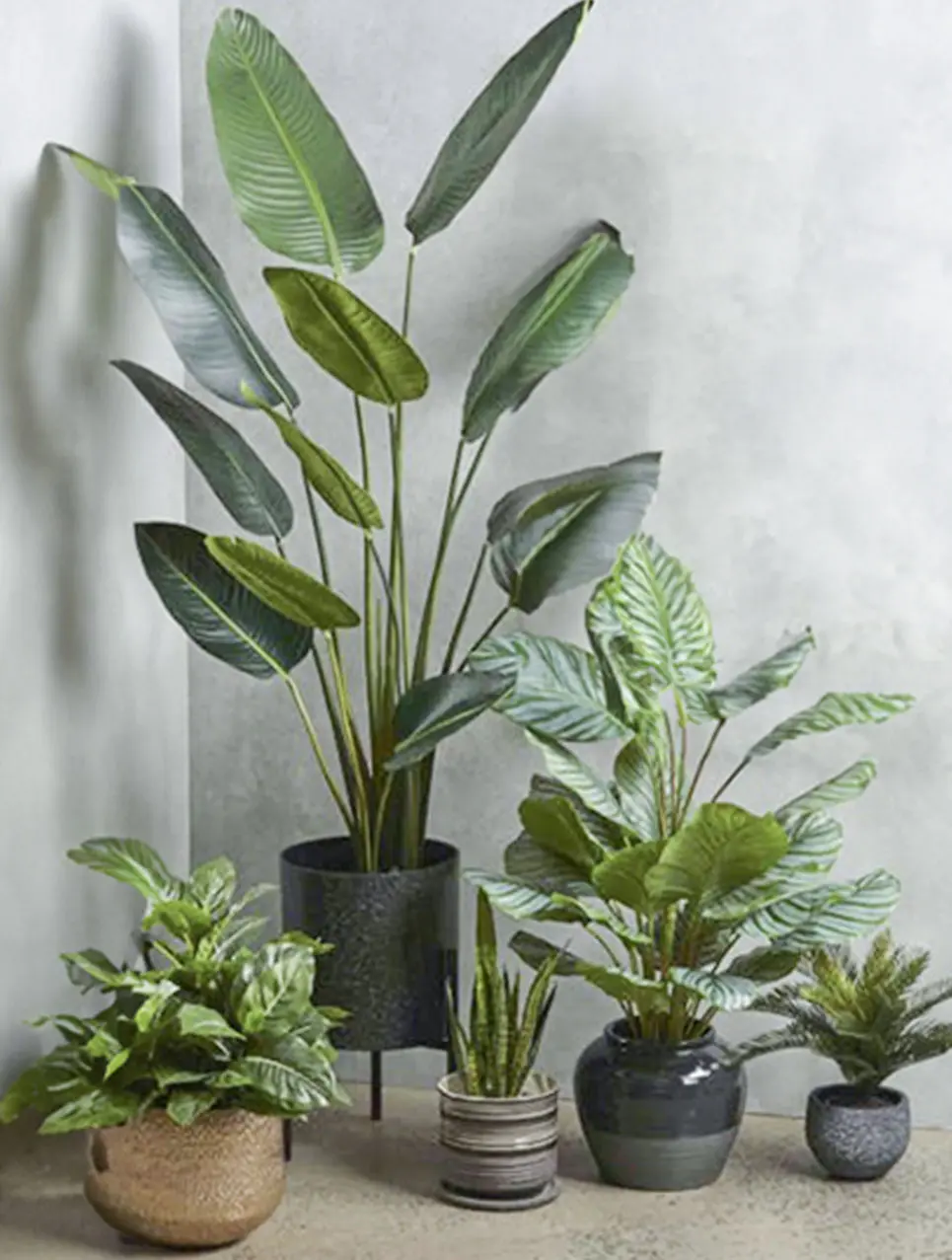 Different pattern and styles of green plants in a pot